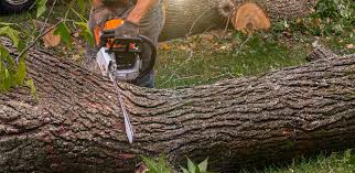 Best Fruit Tree Pruning  in Corcoran, CA