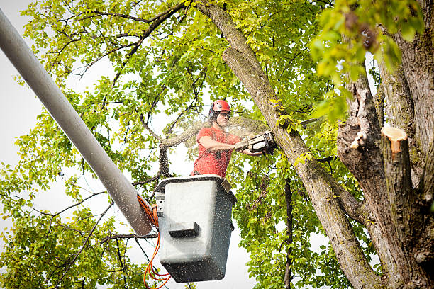 Best Tree and Shrub Care  in Corcoran, CA